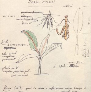 Le P. Jacques Dournes et sa pratique de l’écologie chez les Jörai du Vietnam [1/2]